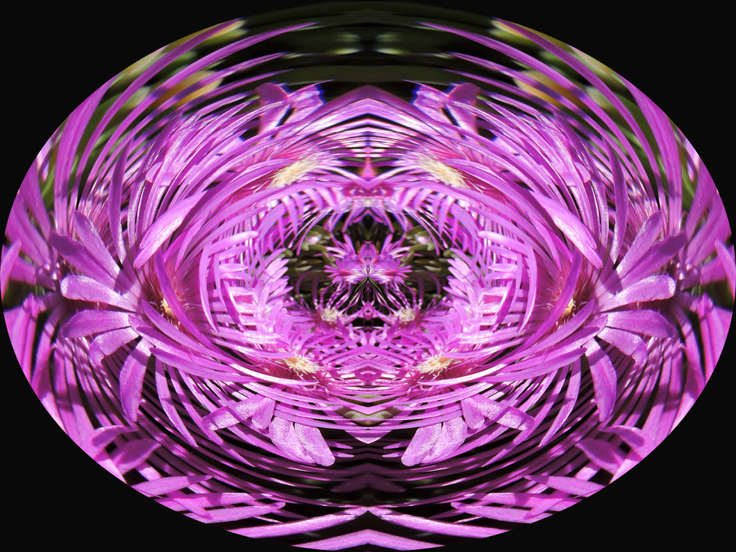 Rose Vibrational Cleraing Attunement by Elaine DeCarlo