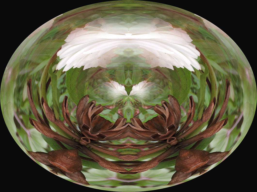 Whale Spiral song reiki by Stewart Farquharson