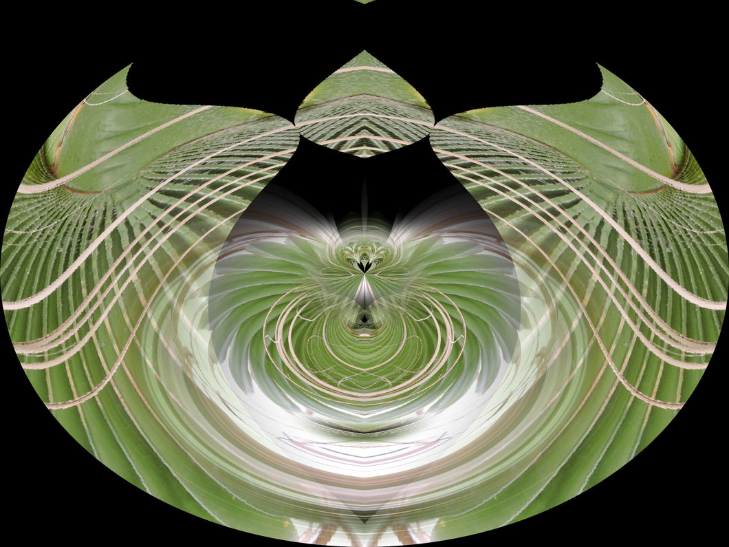 CZ Card The Roots Tree Vibrations by Cuzco